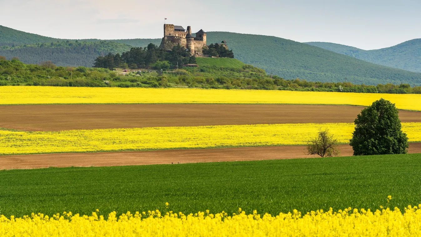 Boldogkőváralja leghíresebb nevezetessége, a boldogkői vár színpompás repcemezők közepén.
