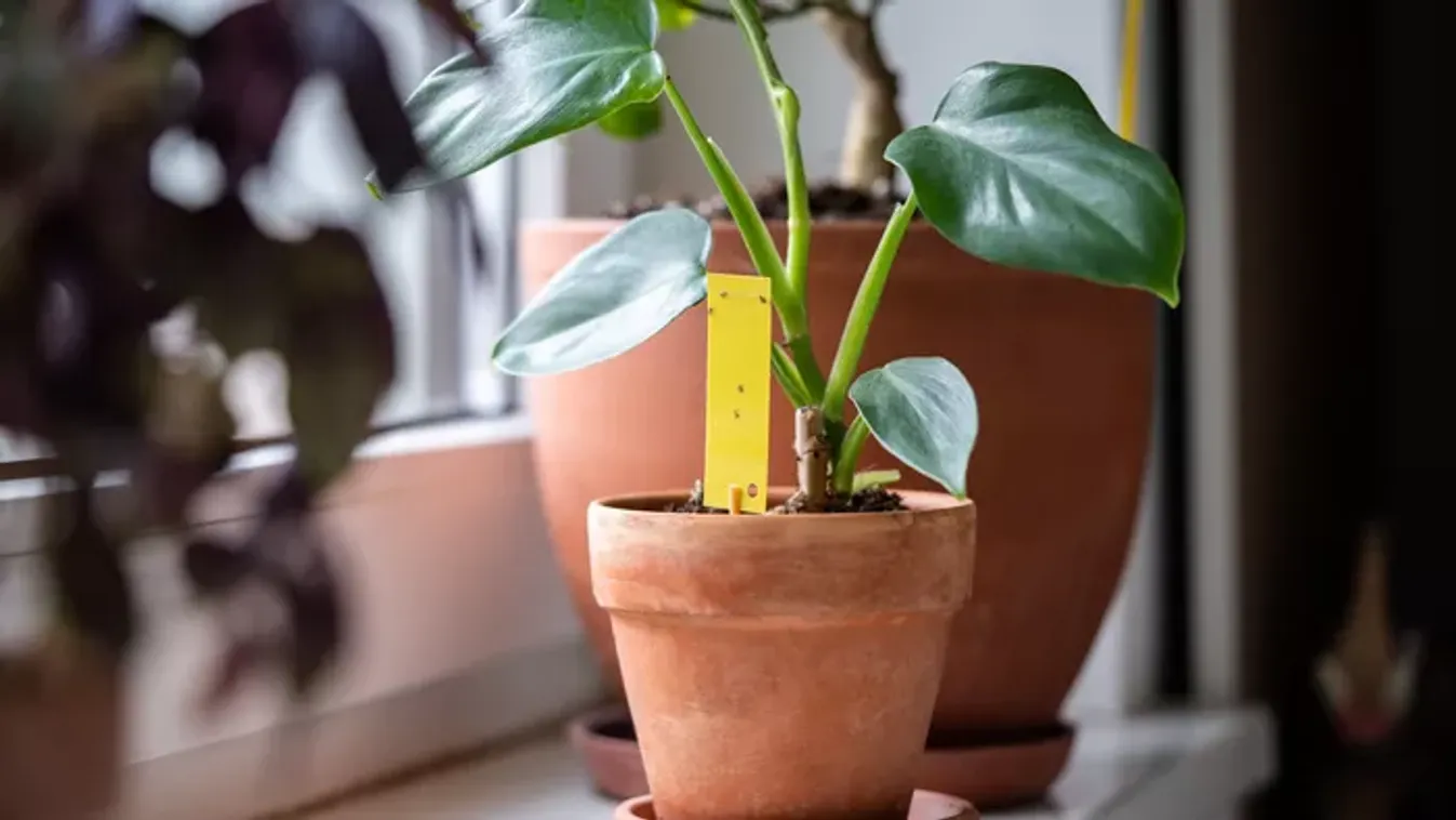 Nálad is megjelent a tőzeglégy? Ezt a filléres trükköt vesd be a bosszantó kis betolakodó ellen