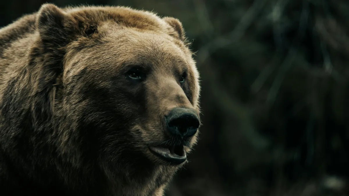 Medvecsalád lepte meg a síelőket a hegyekben