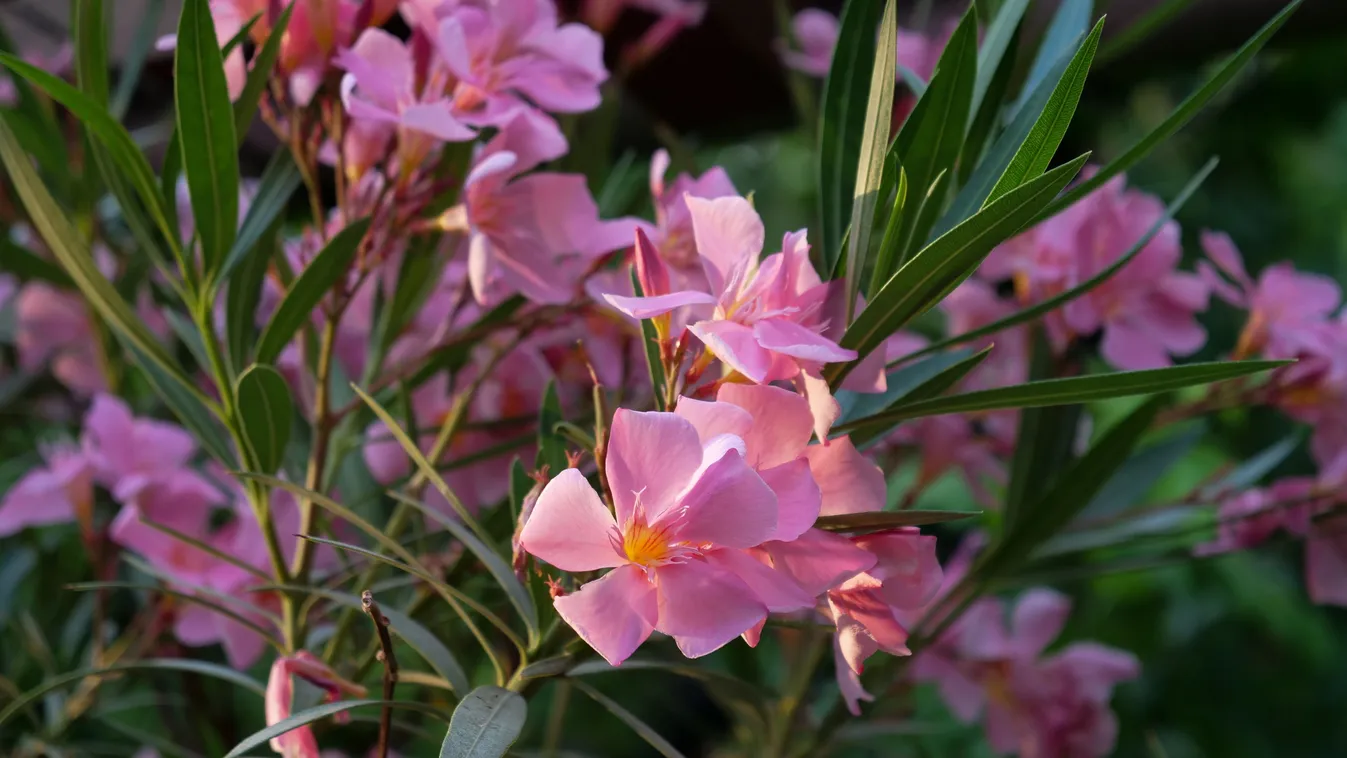 Korábban elfagyott leander újbóli virágzása