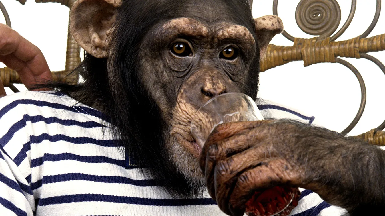 A háziállatként tartott főemlősök olyanok, mint az időzített bomba.