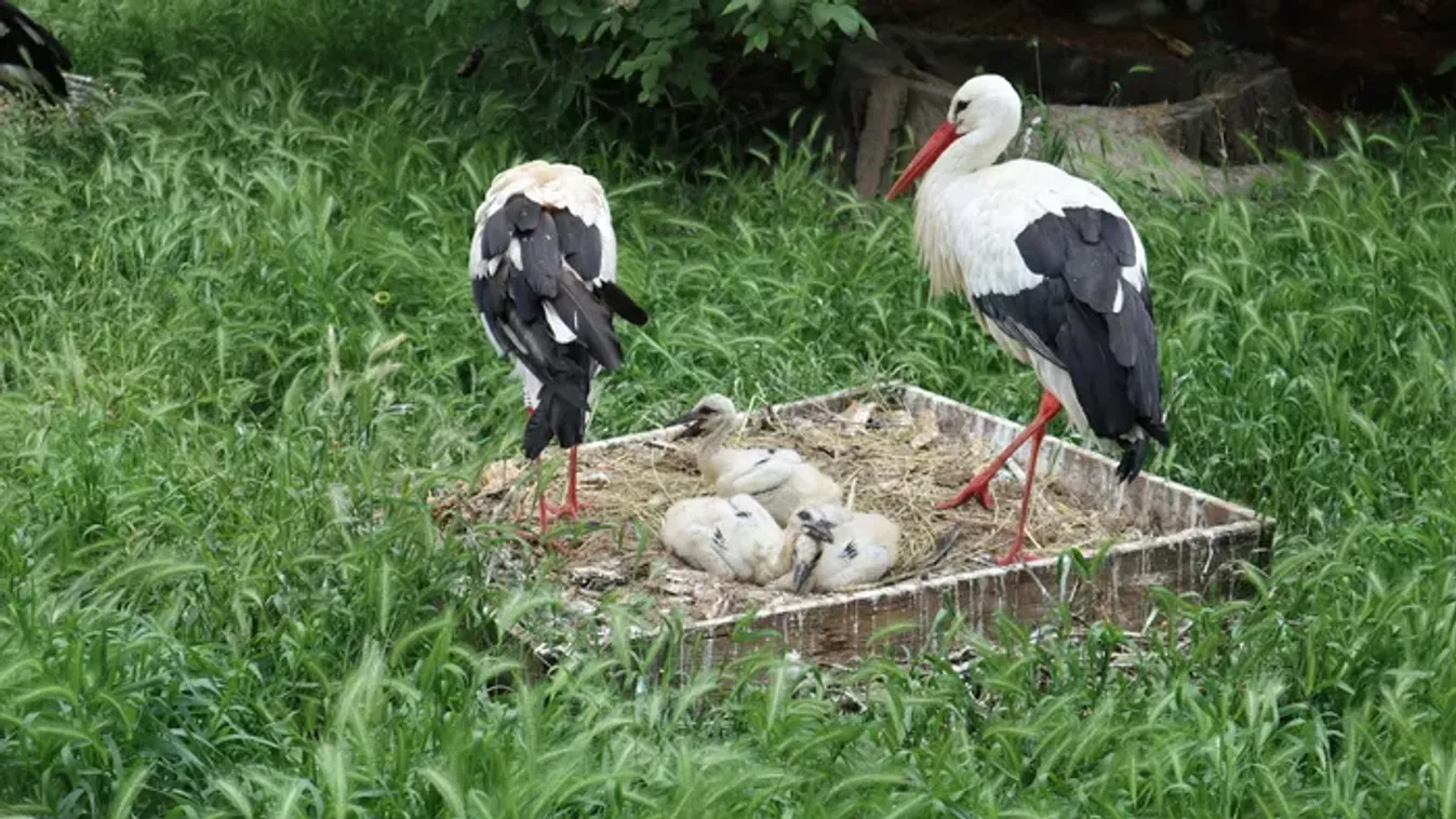 Megjöttek a tavasz hírnökei: ezeken a településeken fotózták le az első gólyákat