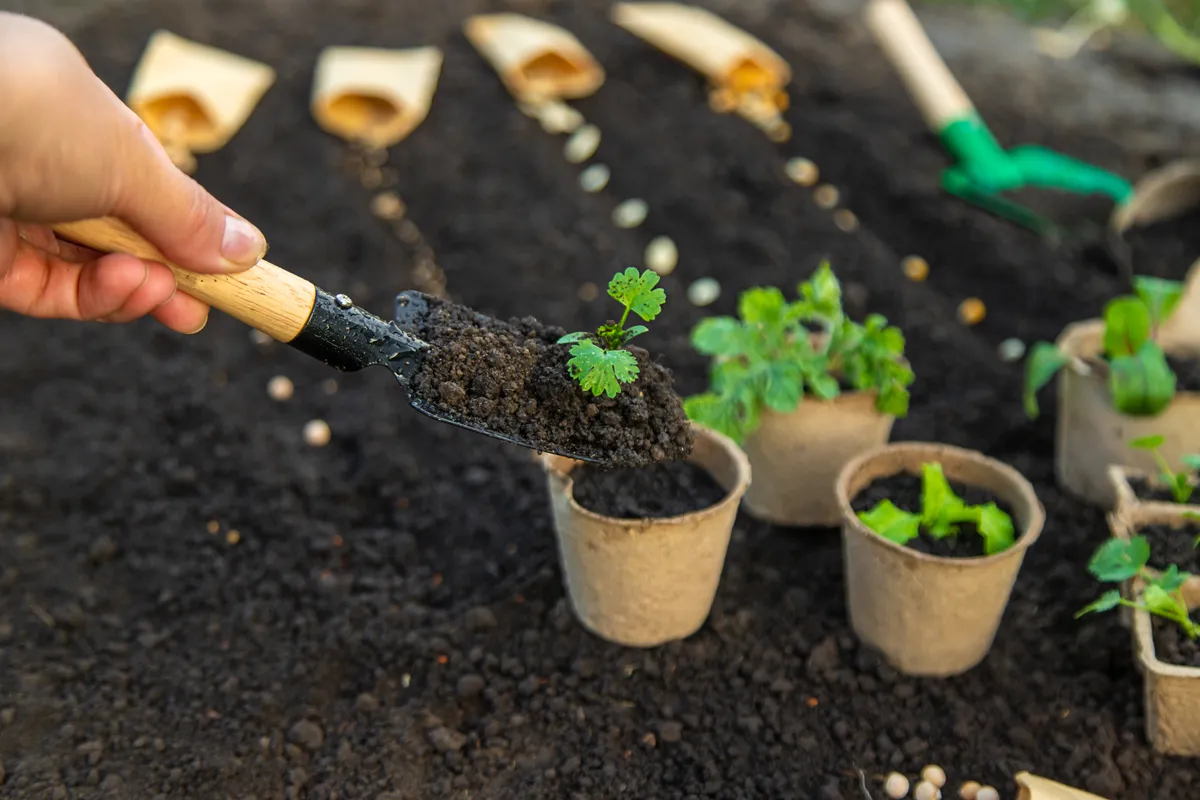 Februárban vethető zöldségek magvait földbe ültető nő.