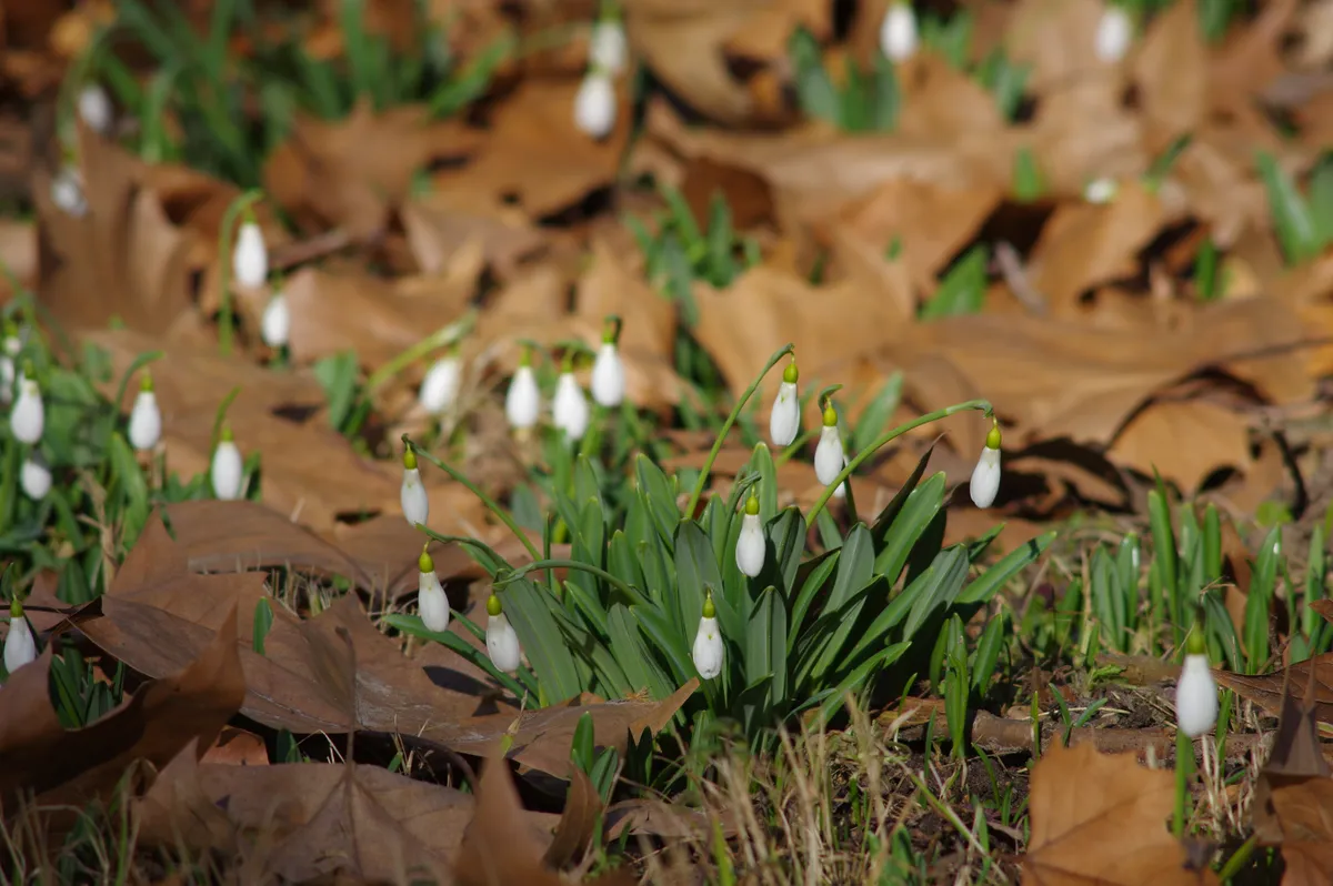 Hóvirágok az Alcsúti Arborétumban. 