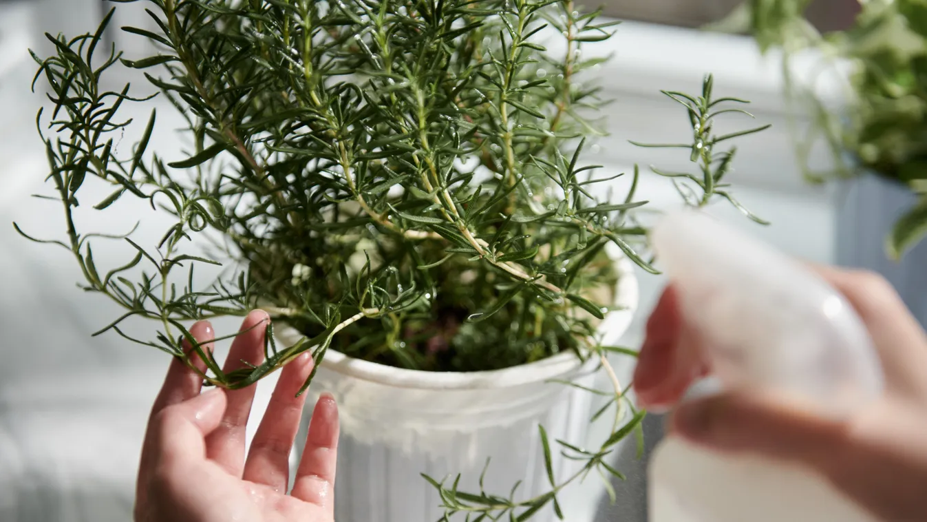 Rozmaring cserépben