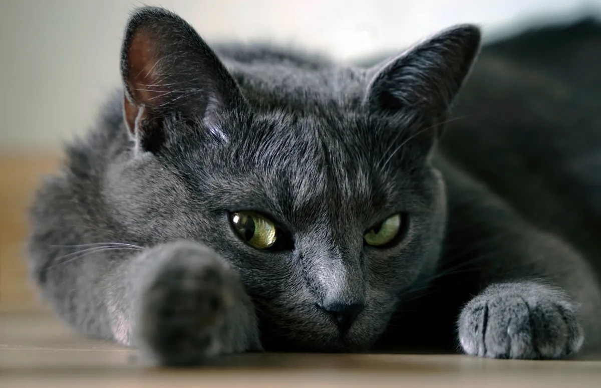 Zöld szemű szürke macska a padlón fekve