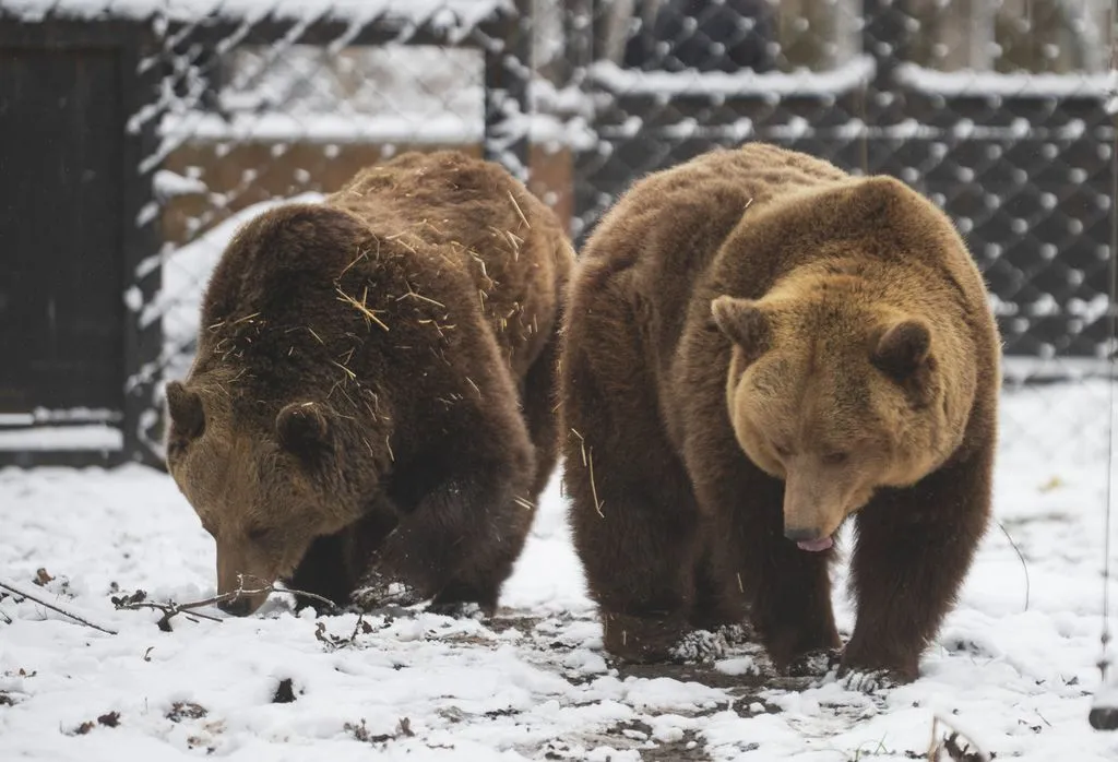 Szegedi Vadaspark medvéi