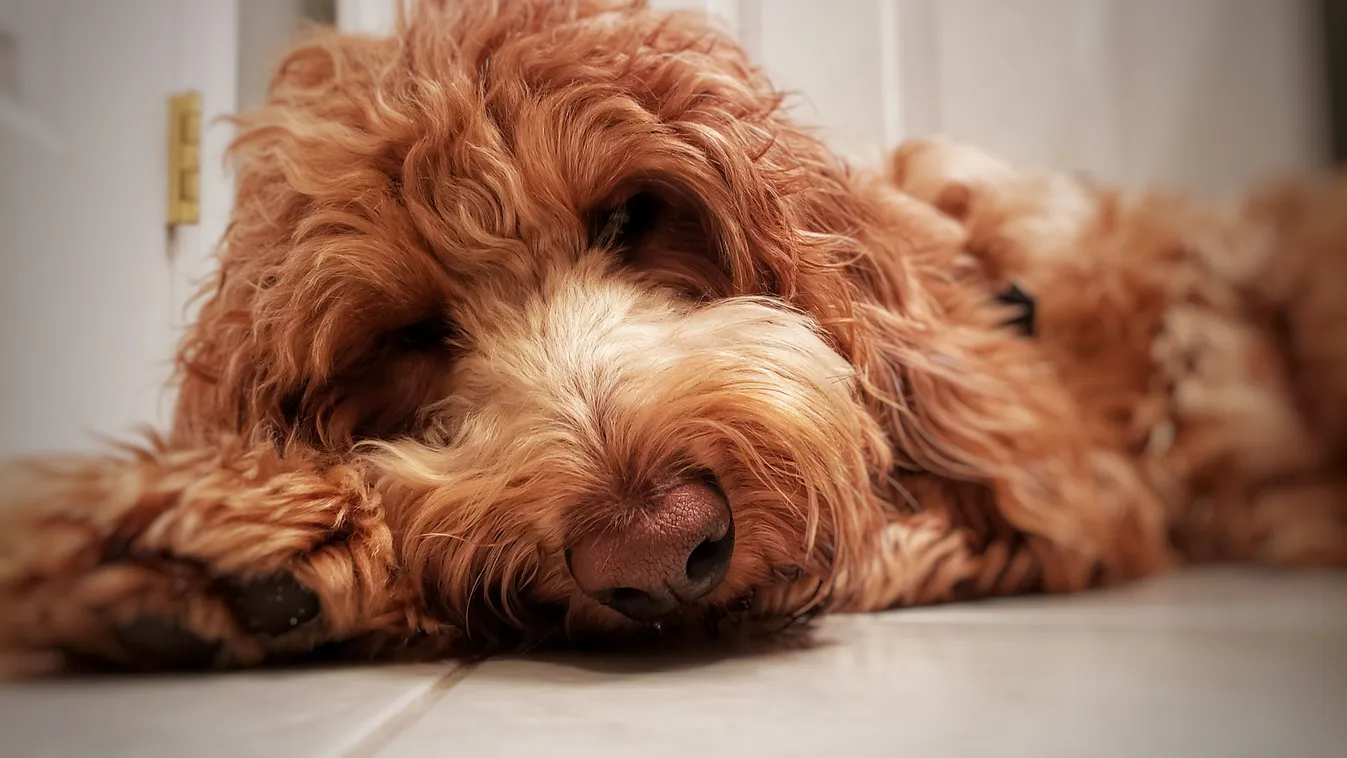 JetBlue, a Golden Doodle törénete végül happy enddel végződött (a kép csak illusztráció).