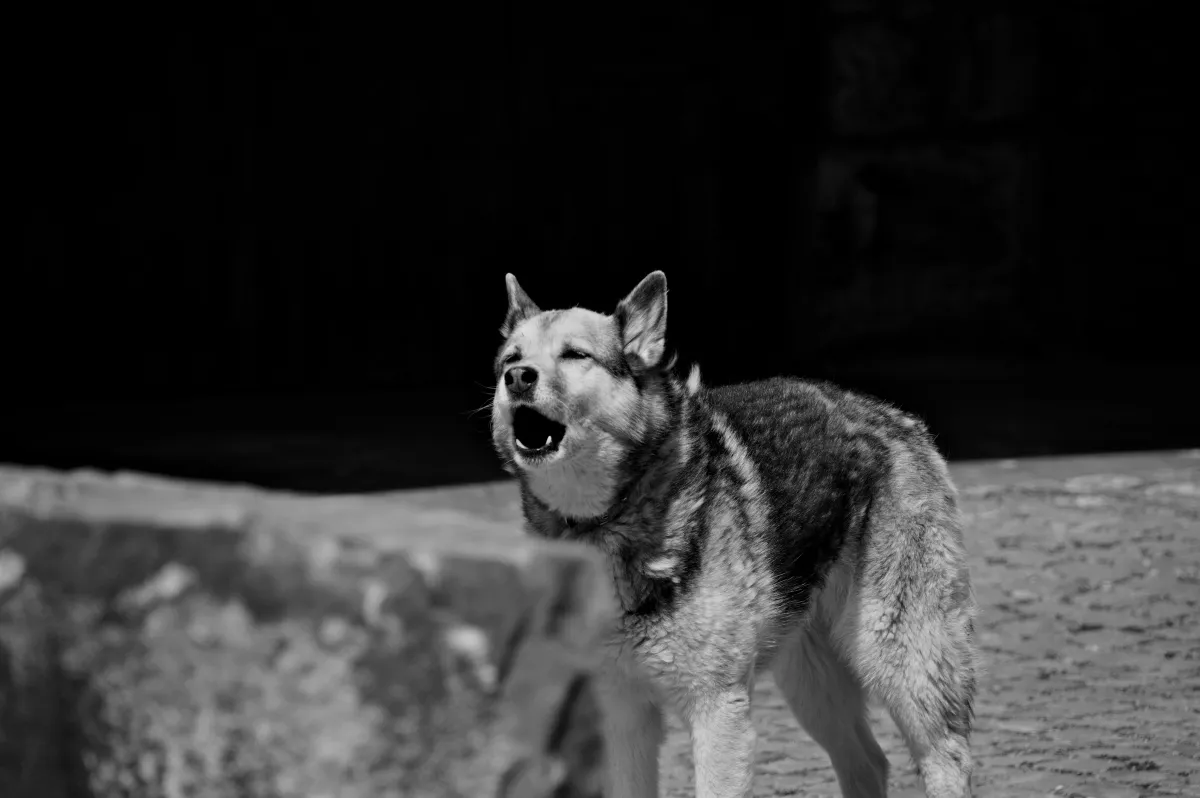 Kutya segített, ugatással jelezte, hogy tudja hol van a kisfiú