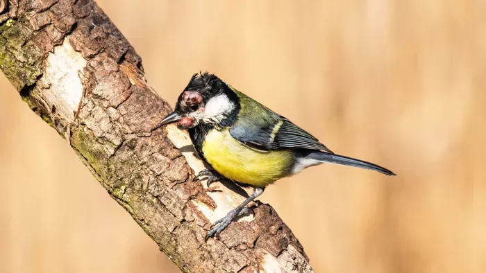 Támad a madárhimlő! Így akadályozd meg a fertőzést