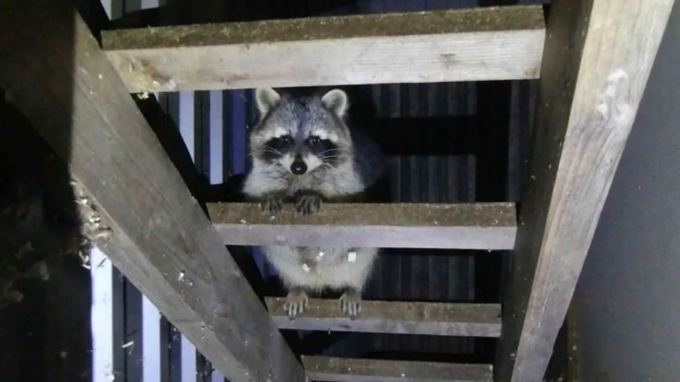 Illegális állatkertet számoltak fel Keszthelyen