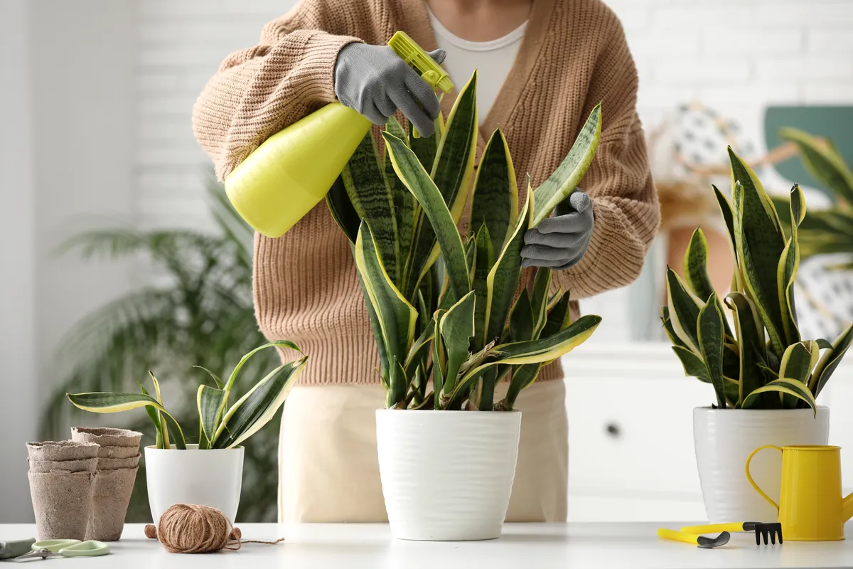 Egy nő vízpermettel öntözi az anyósnyelv sárguló leveleit..