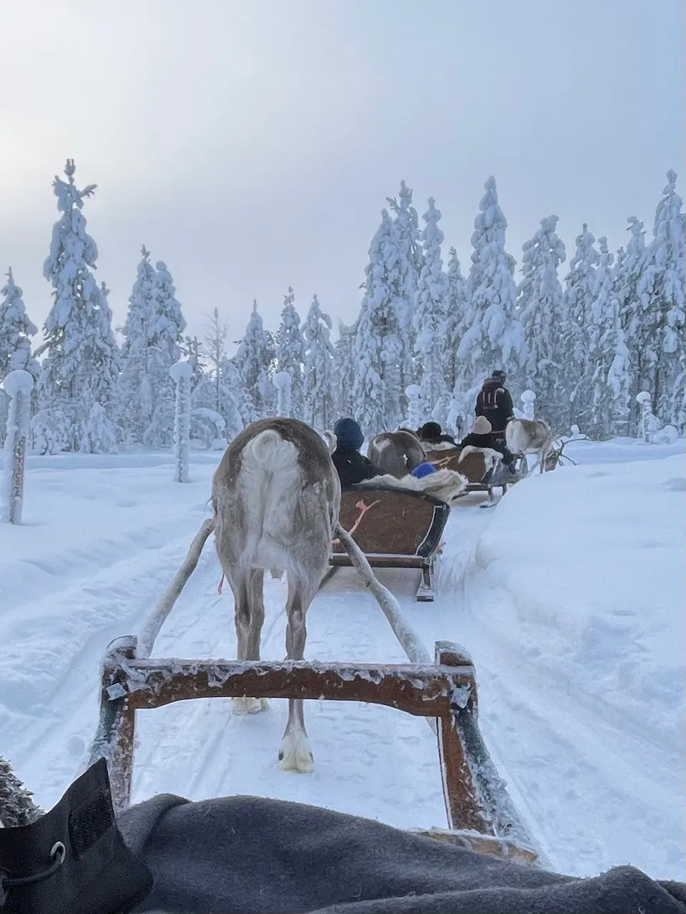 Rénszarvas szánozás Lappföldön, a hóborította vidéken.