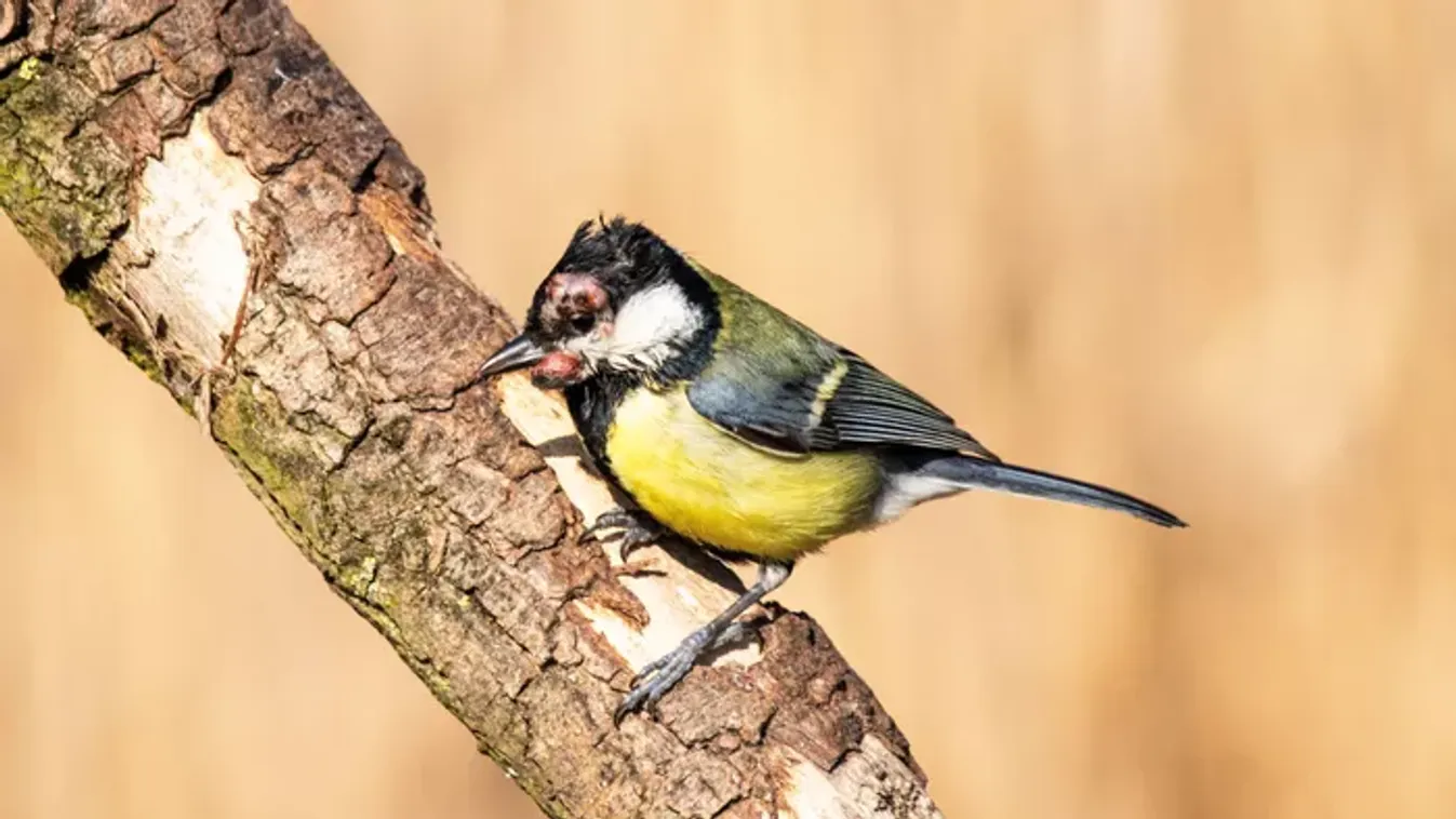 Támad a madárhimlő! Így akadályozd meg a fertőzést