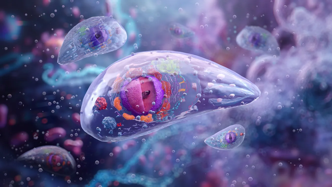 A toxoplazmózist okozó Toxoplasma gondii nevű parazita illusztrációja