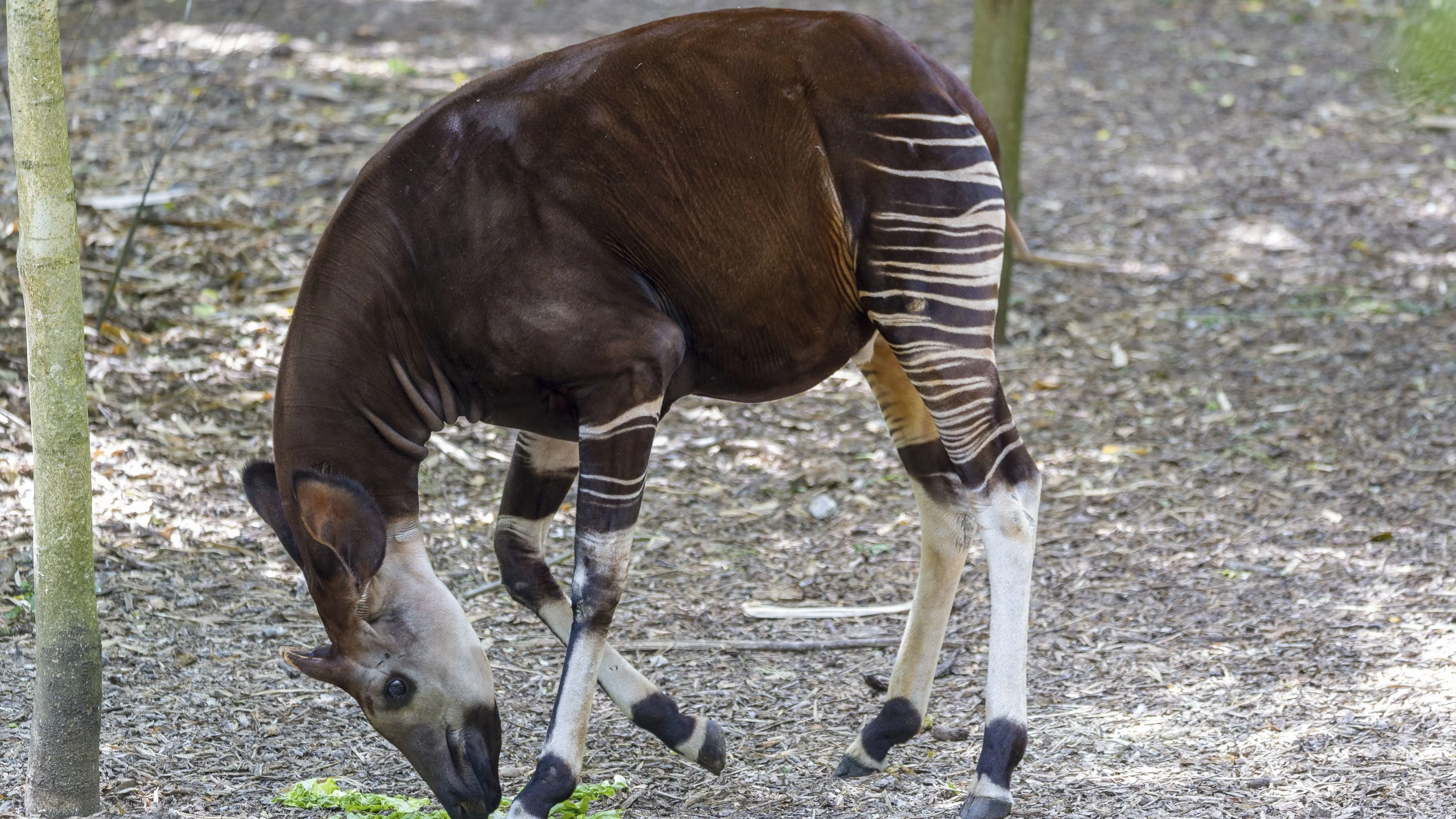 Kvíz kérdést ábrázoló kép