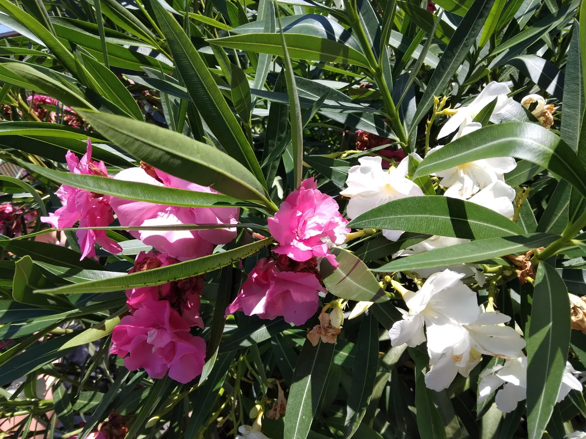 Elfagyott leander újra virágzik