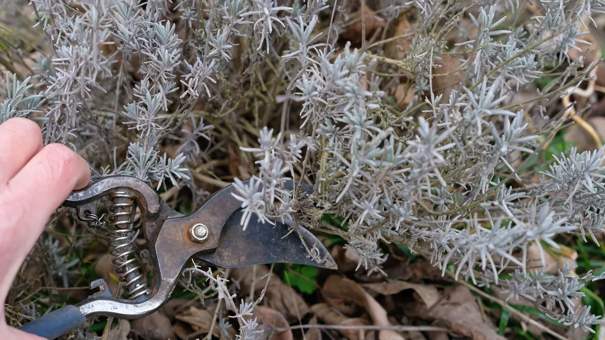 Készen állsz a levendula metszésére? Most dől el, milyen lesz idén a virágod