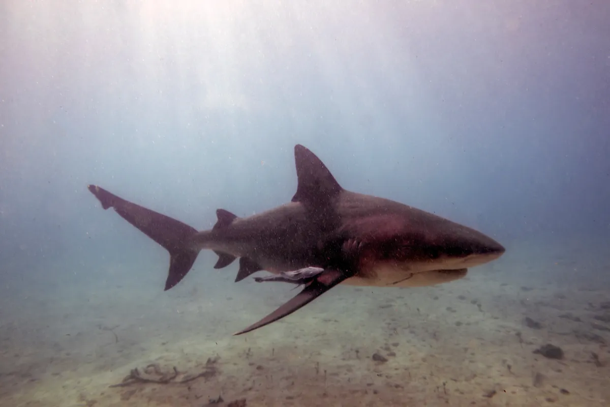 Bikacápa a víz alatt.