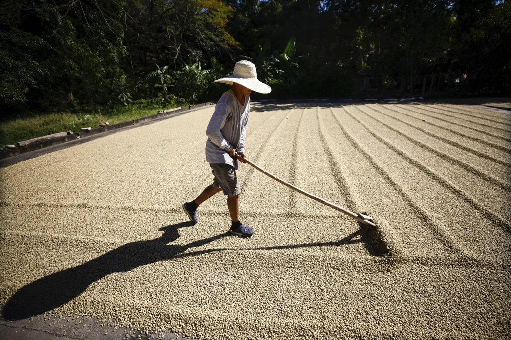 Kávéültetvlény Hondurasban