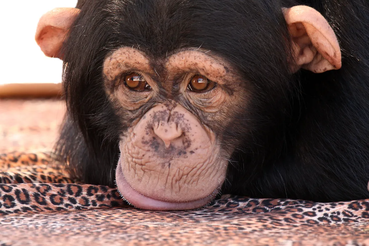 A csimpánzok vadállatok, egy csimpánz-támadást nem mindenki él túl.