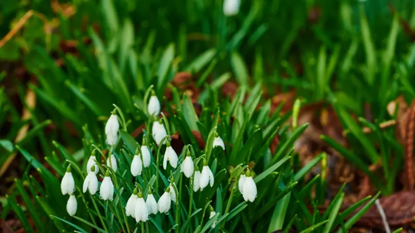 Tavaszias, verőfényes napsütéses idővel kecsegtet a hétvége