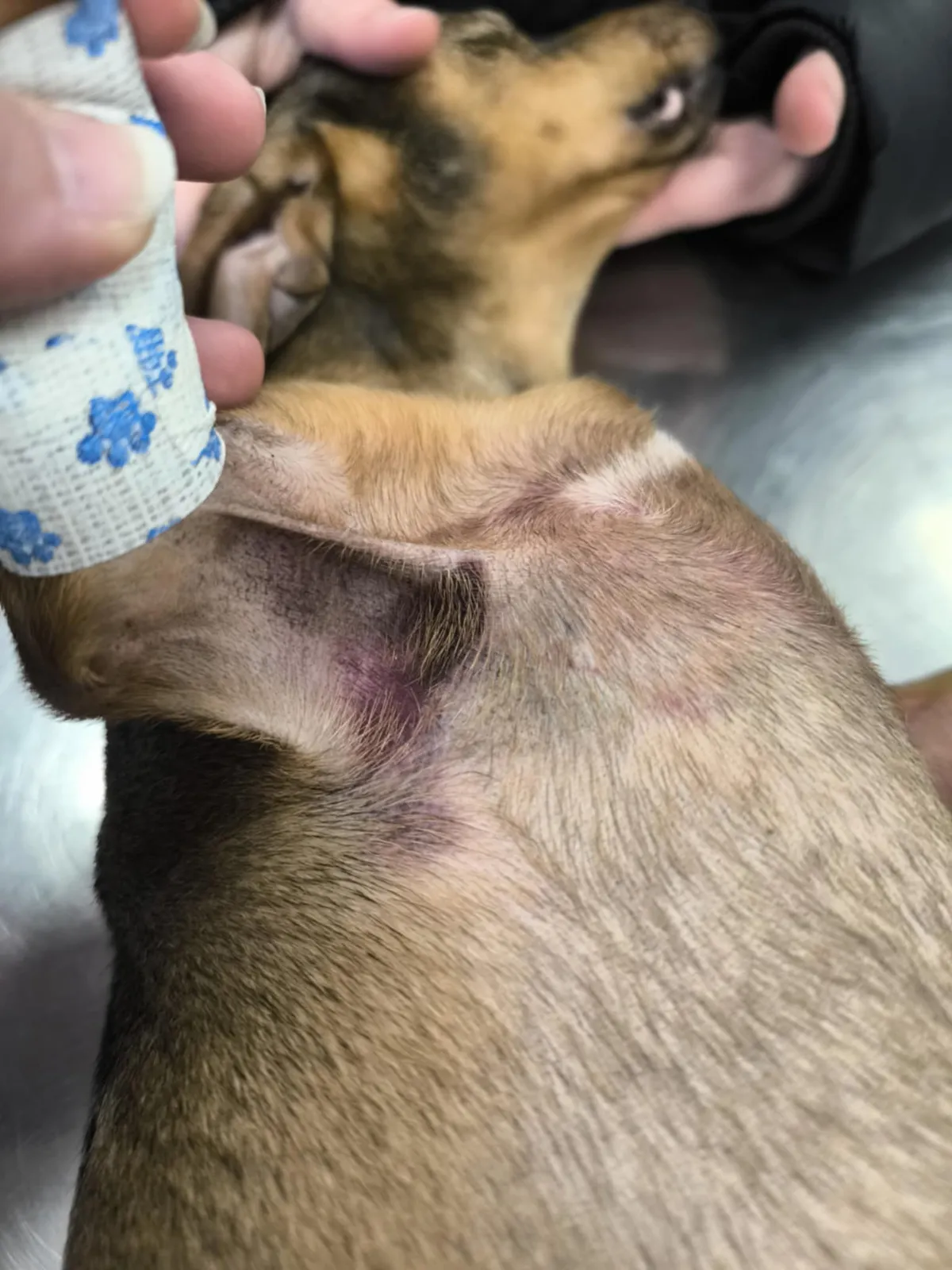 Állatkínzás miatt vetek őrizetbe egy XV. kerületi férfit