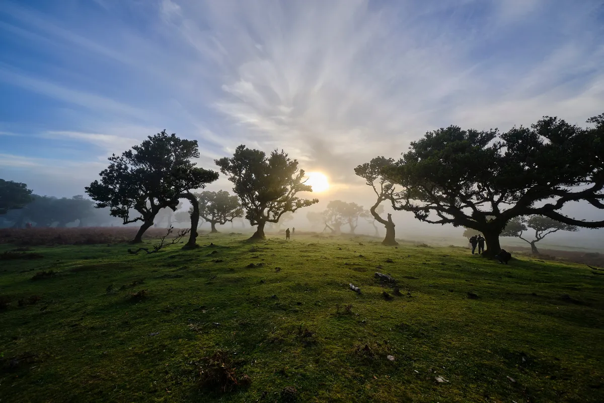 Fanal-erdő, egy babérlombú növény Madeirán.