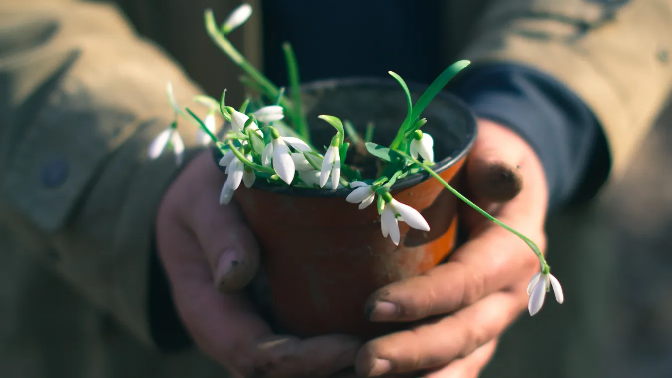 Így gondozd a hóvirágot a kertben