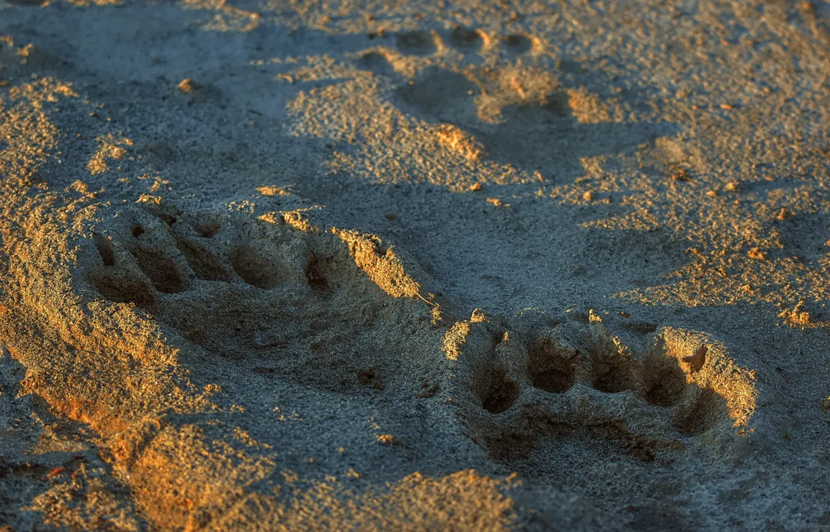 Medve lábnyoma homokos talajon.