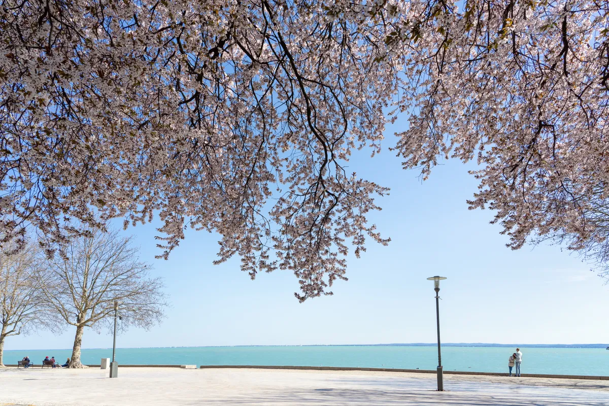 Tagore sétány virágzó gyümölcsfákkal.