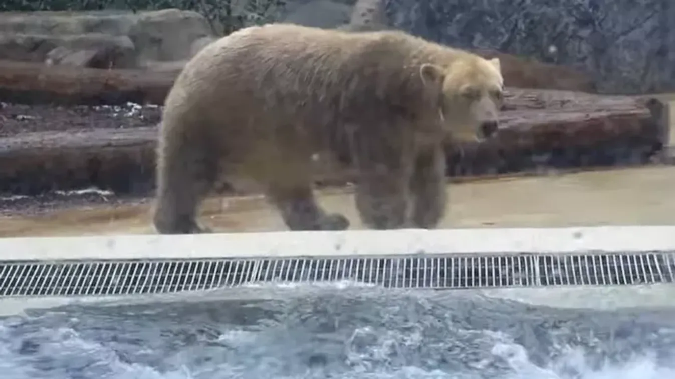 "Nem is hiszem, hogy maciból vannak" – így még nem láthattad a Nyíregyházi Állatpark jegesmedvéit!