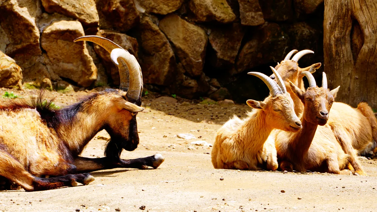 Montecrisói vadkecskék pihennek. 