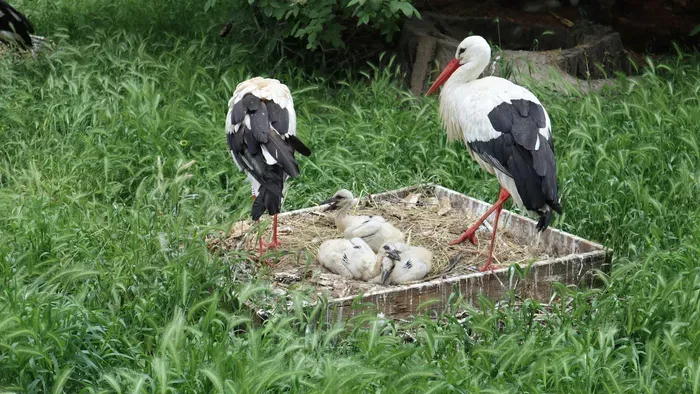 Ezeken a településeken fotózták le az első gólyákat