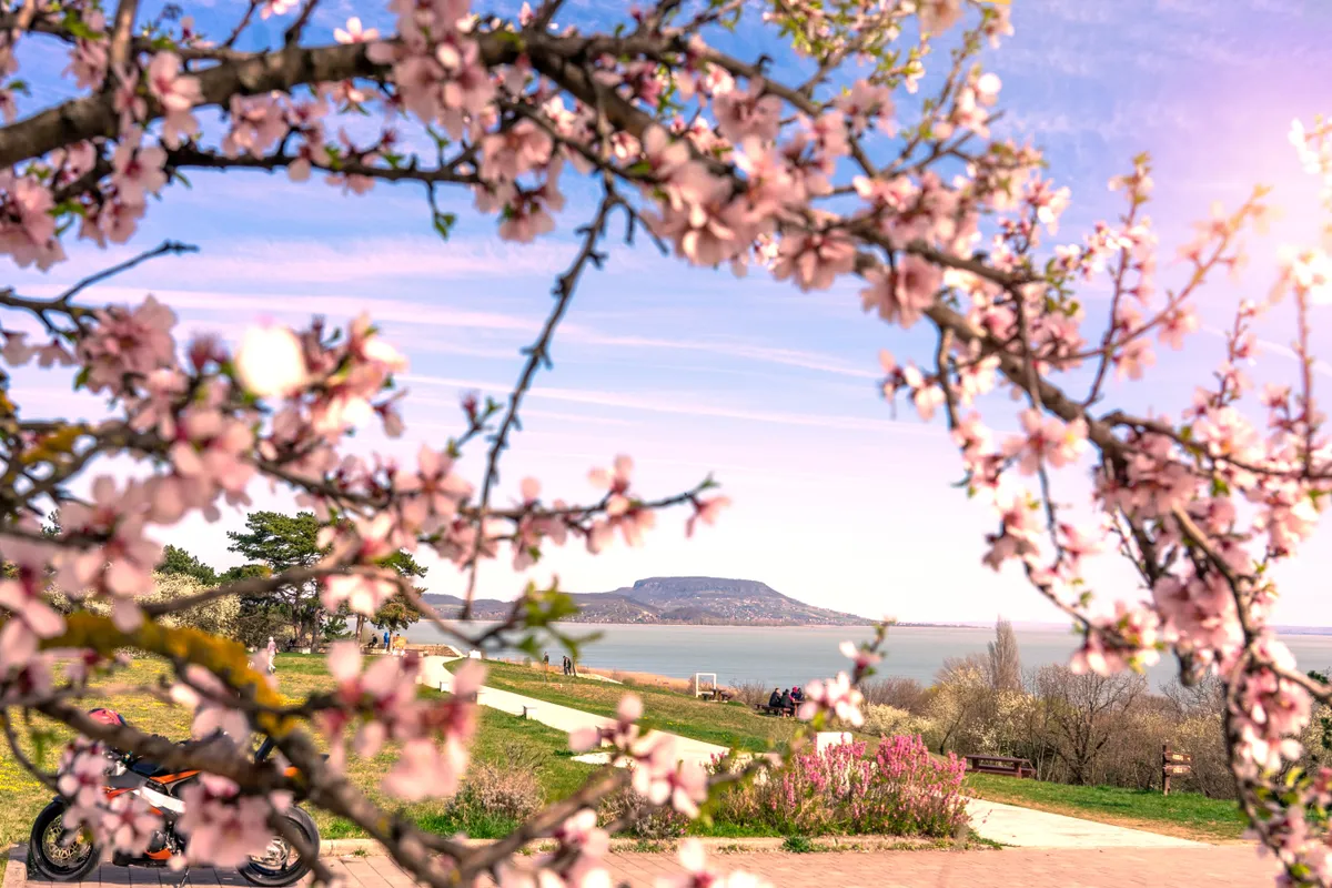 Virágzó gyümölcsfák Balatongyörökön, háttérben a Badacsonnyal. 
