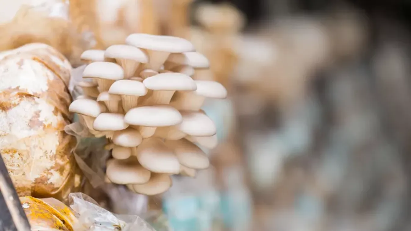 Pofonegyszerű spórolási tipp – így termessz laskagombát egyszerűen házilag