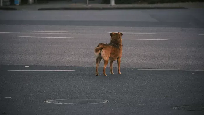 Kutya segítette a rendőröket egy eltűnt kisfiú ügyében