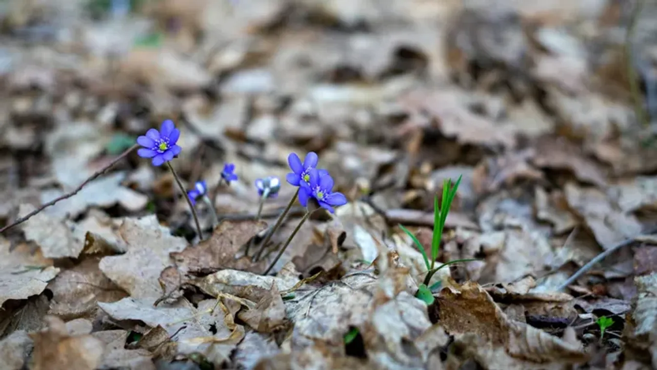Teljesen megbolondul az időjárás - mutatjuk, mi vár ránk