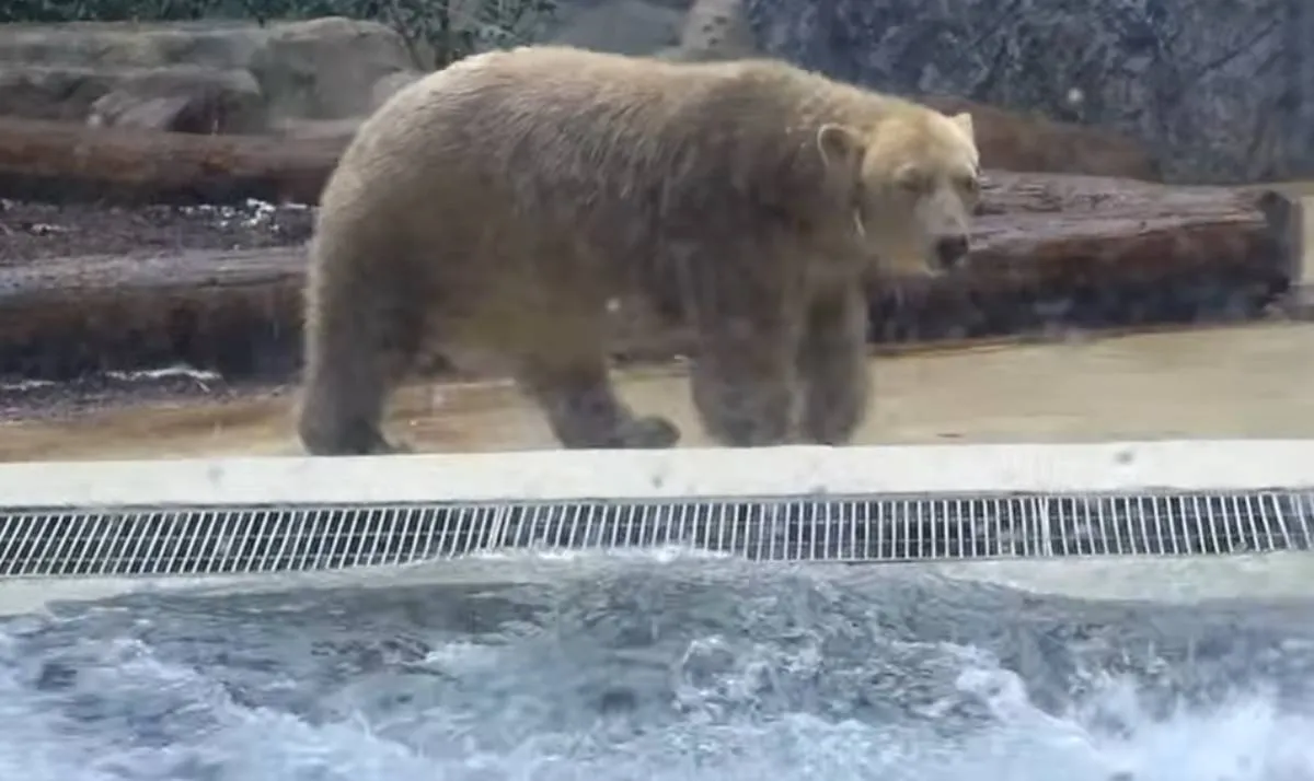 Így játszadoztak a Nyíregyházi Állatpark jegesmedvéi 