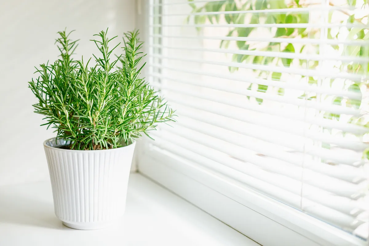 A rozmaring a pókriasztó növények egyike.