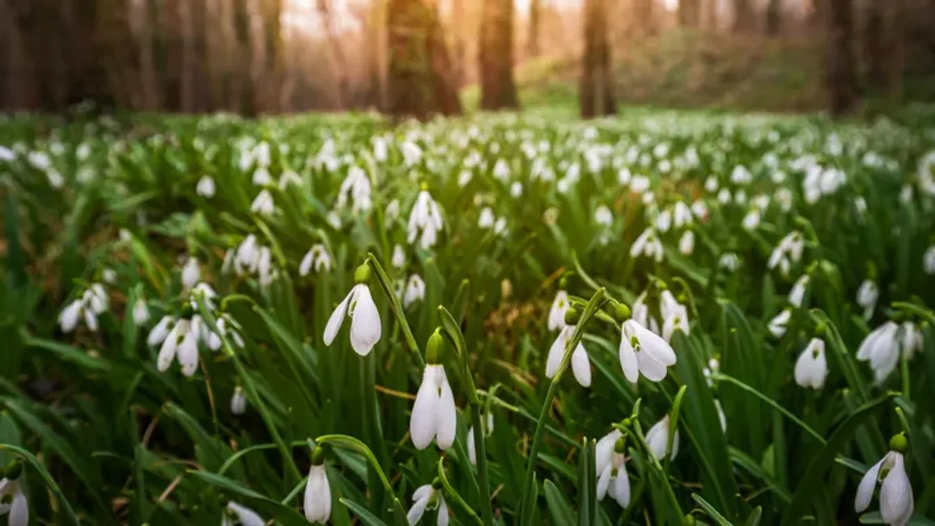 Itt találod Magyarország legszebb hóvirágmezőit