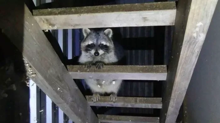 Illegális állatkertet számoltak fel Keszthelyen