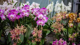 Nem virágzik az orchidea? Mutatjuk, mit kell tenned