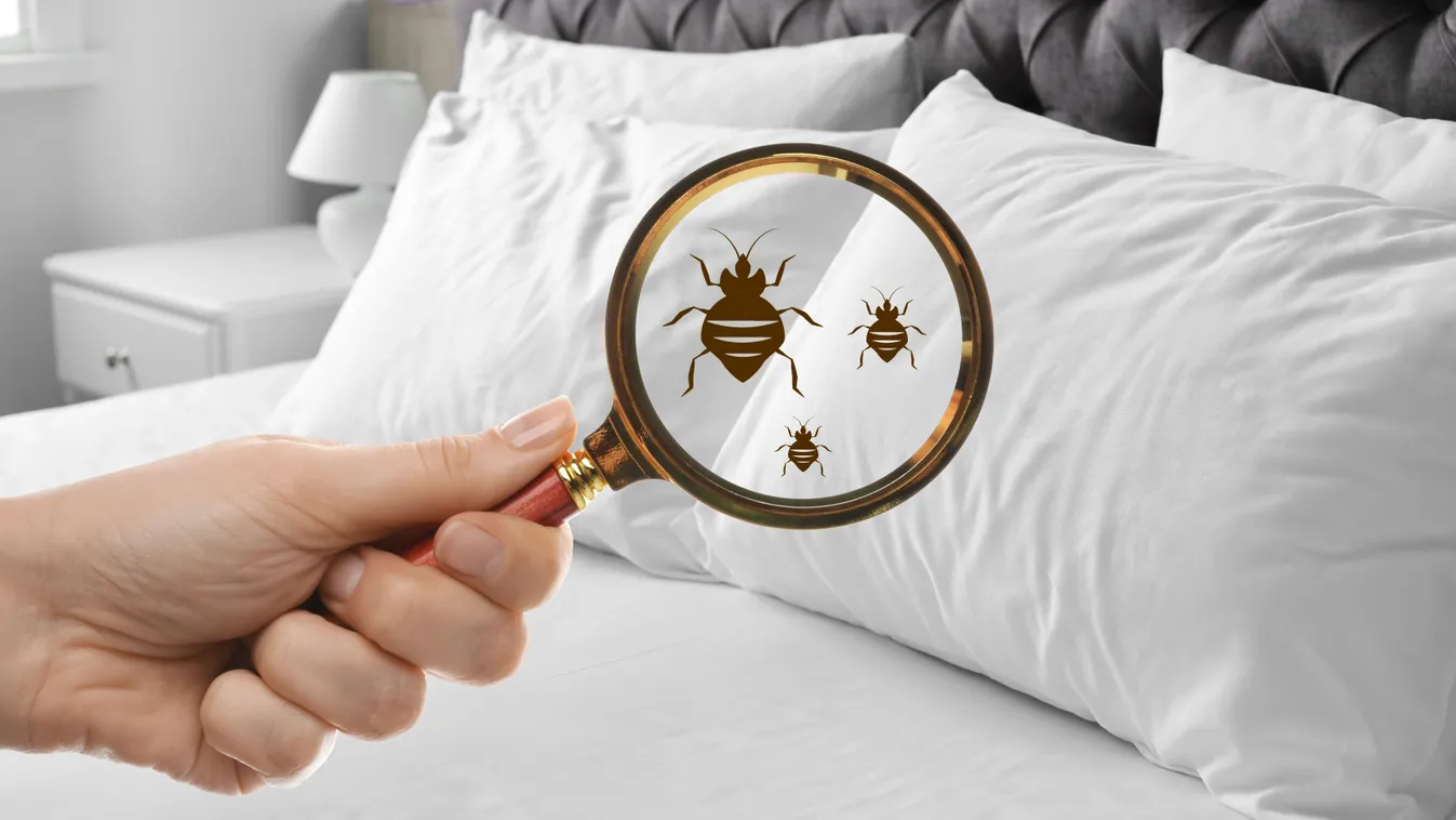 Ágyi poloska keresése a szállodai ágyban.