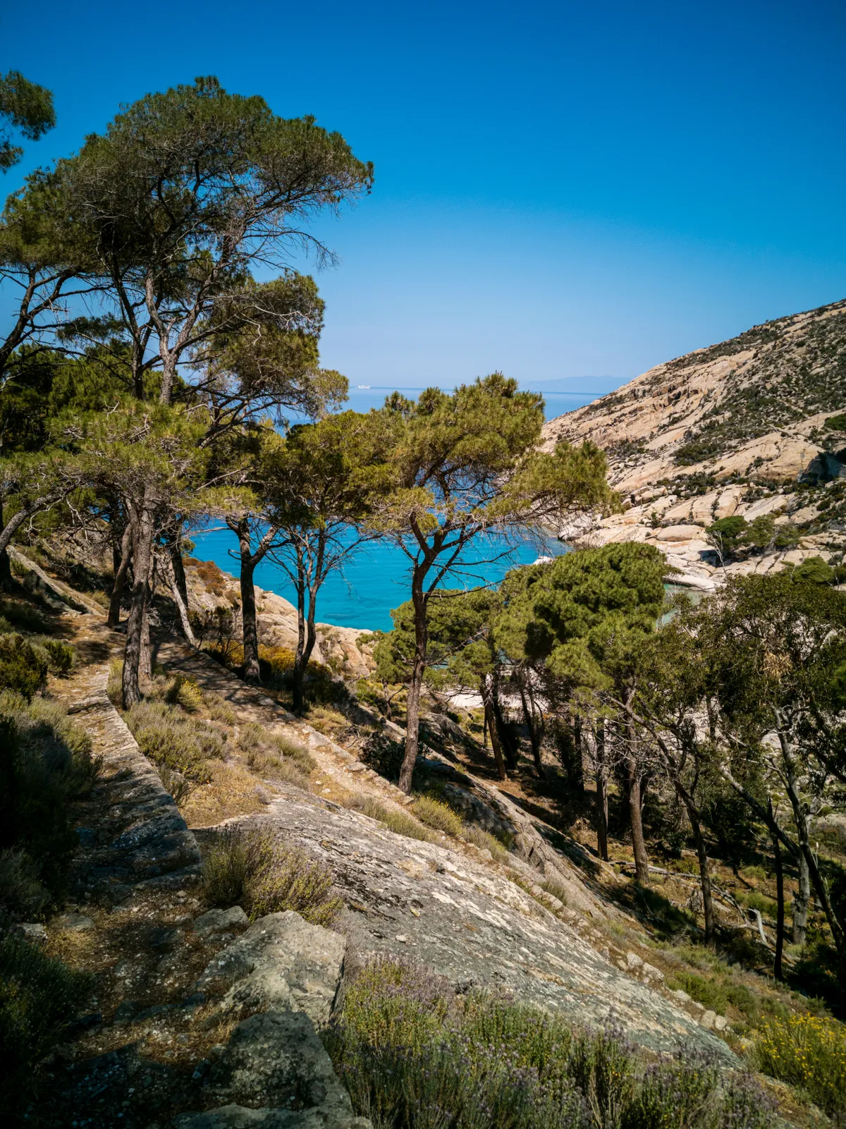 Meiterrán tengeröböl Montecristo szigetén cserjékkel. 