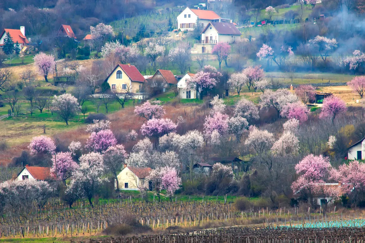 Egy tavaszi kirándulás a Balaton-felvidéken gyönyörű panorámát kínál a virágzó gyümölcsfákkal és a présházakkal. 