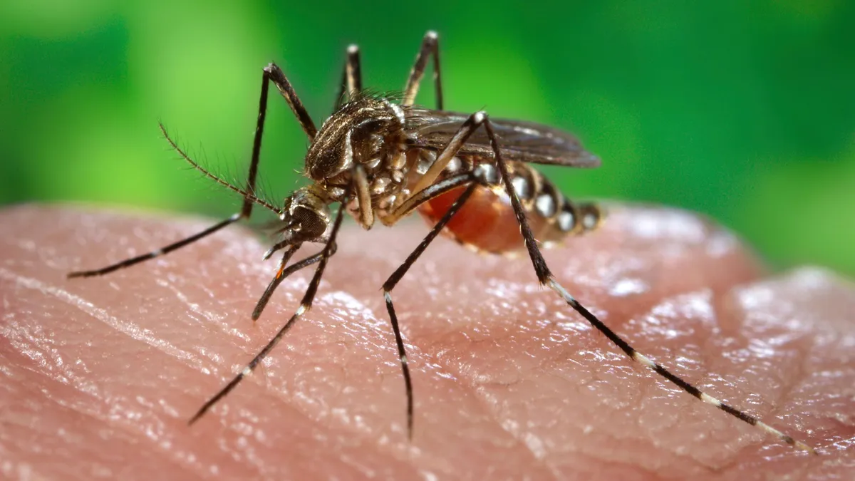 Ideje felkészülni a szúnyogok támadására