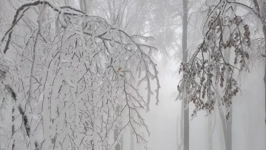 Mesevilággá vált Kékestető, a havazás az állatvilágra is hatott