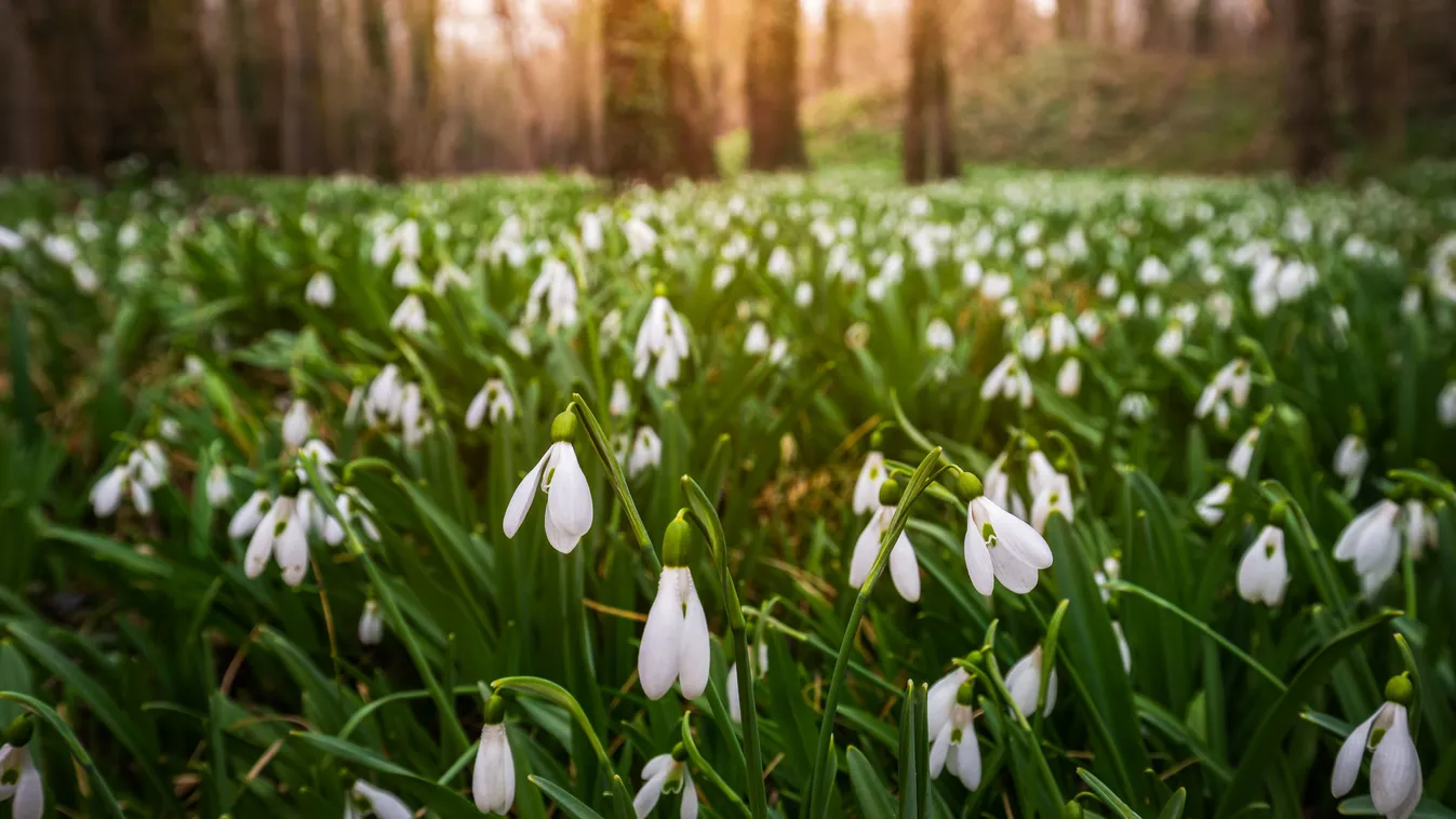 Itt találod Magyarország legszebb hóvirágmezőit