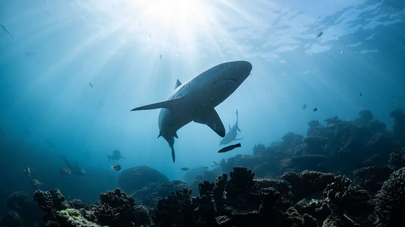 Vajon tényleg cápatámadás okozta az amerikai házaspár halálát?